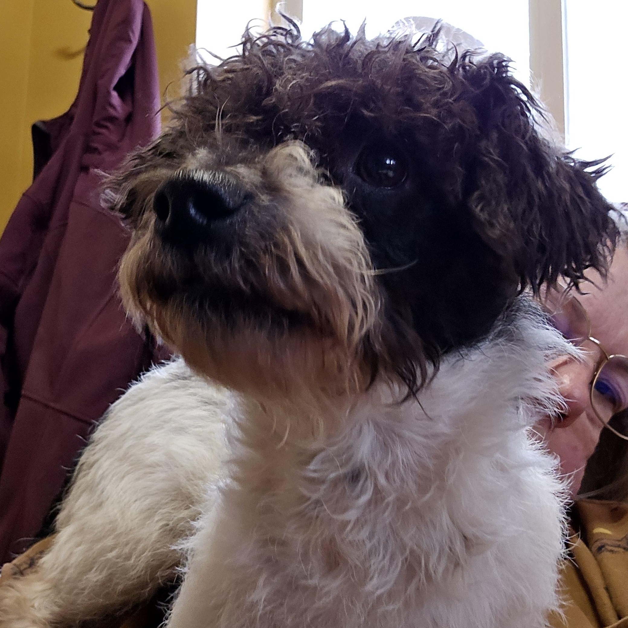 Enlarge Leo, an adopted mixed breed in Grafton, OH image 3/4