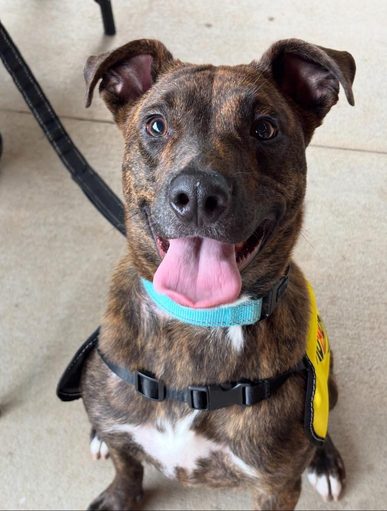 Lenny, Adoptable, Adult Male Mixed Breed.