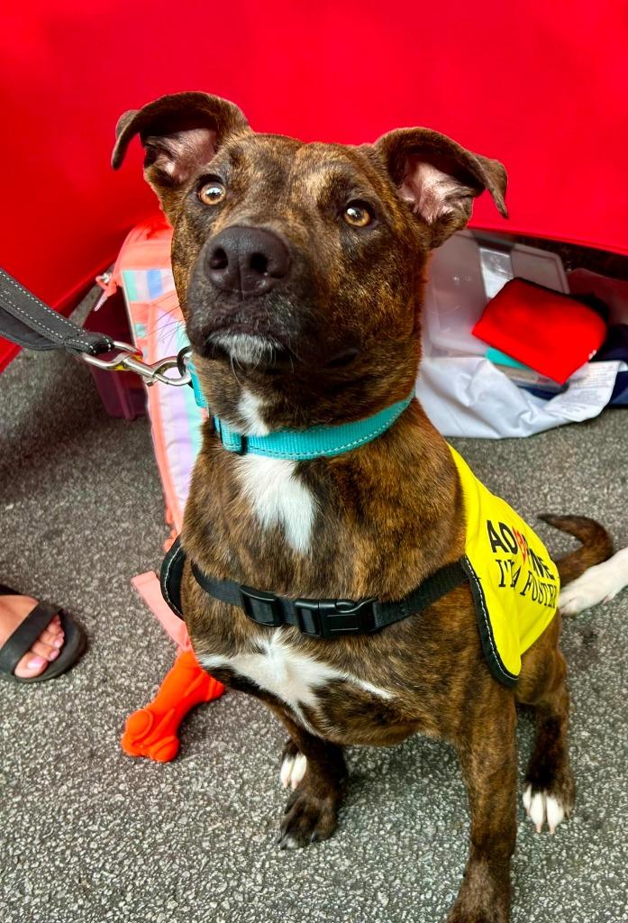 Lenny, a Adoptable mixed breed in Sharpsburg, GA image 1/6