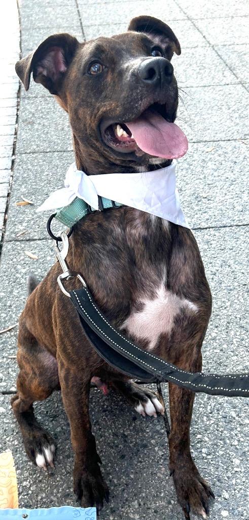 Enlarge Lenny, a Adoptable mixed breed in Sharpsburg, GA image 2/6