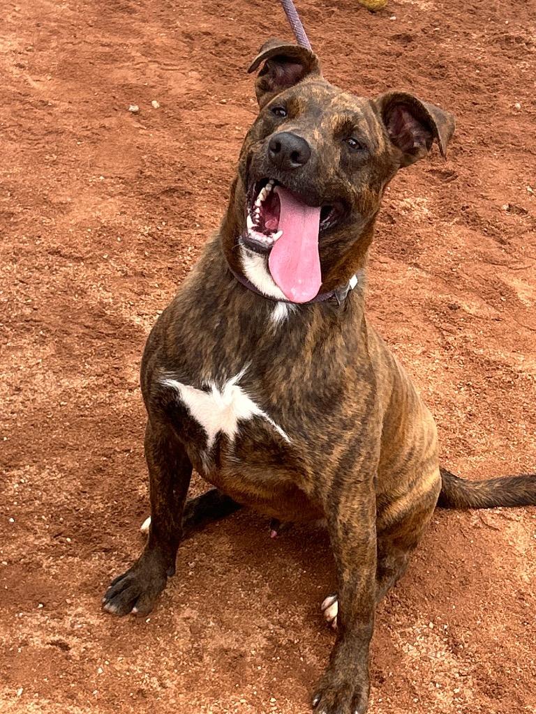 Enlarge Lenny, a Adoptable mixed breed in Sharpsburg, GA image 3/6