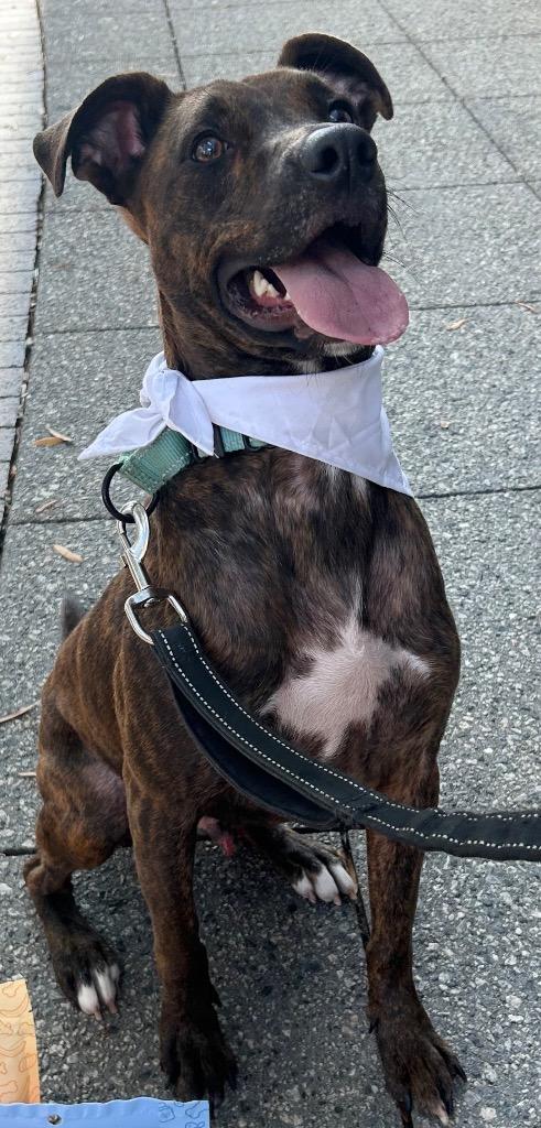 Enlarge Lenny, a Adoptable mixed breed in Sharpsburg, GA image 4/6