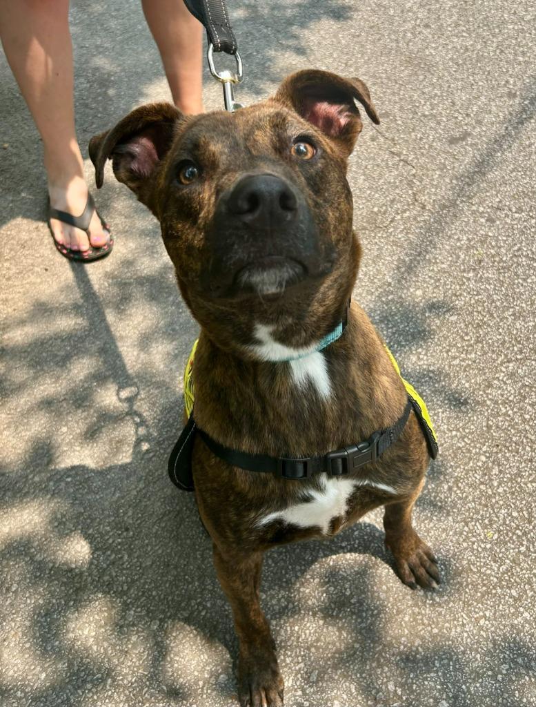 Enlarge Lenny, a Adoptable mixed breed in Sharpsburg, GA image 5/6