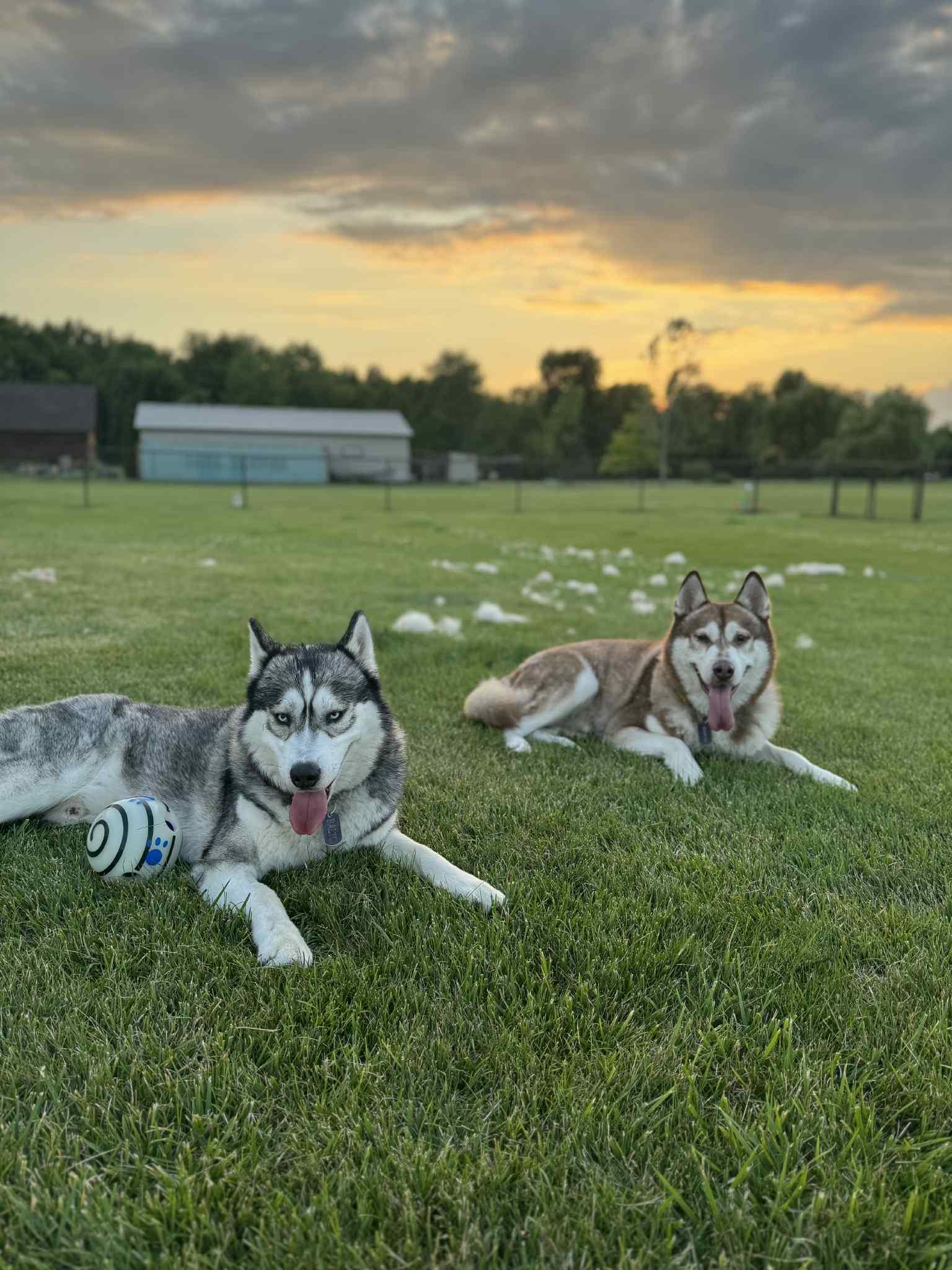 Enlarge Baltimore, a Adoptable Husky in Marine City, MI image 1/3