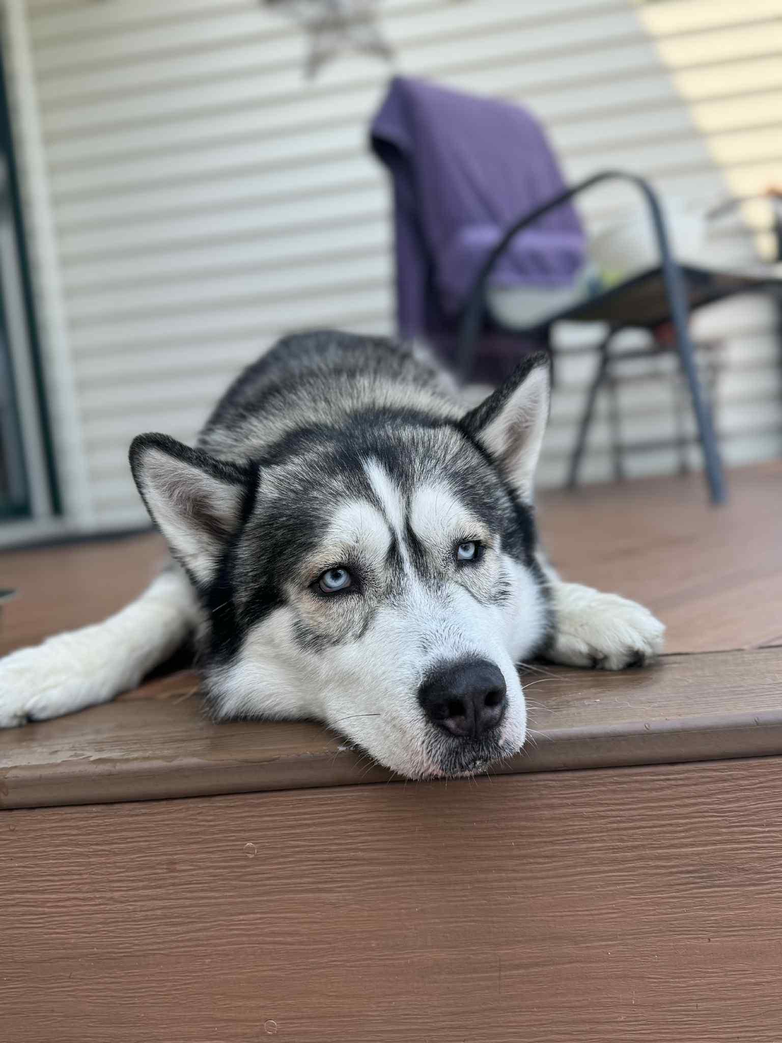 Enlarge Baltimore, a Adoptable Husky in Marine City, MI image 2/3