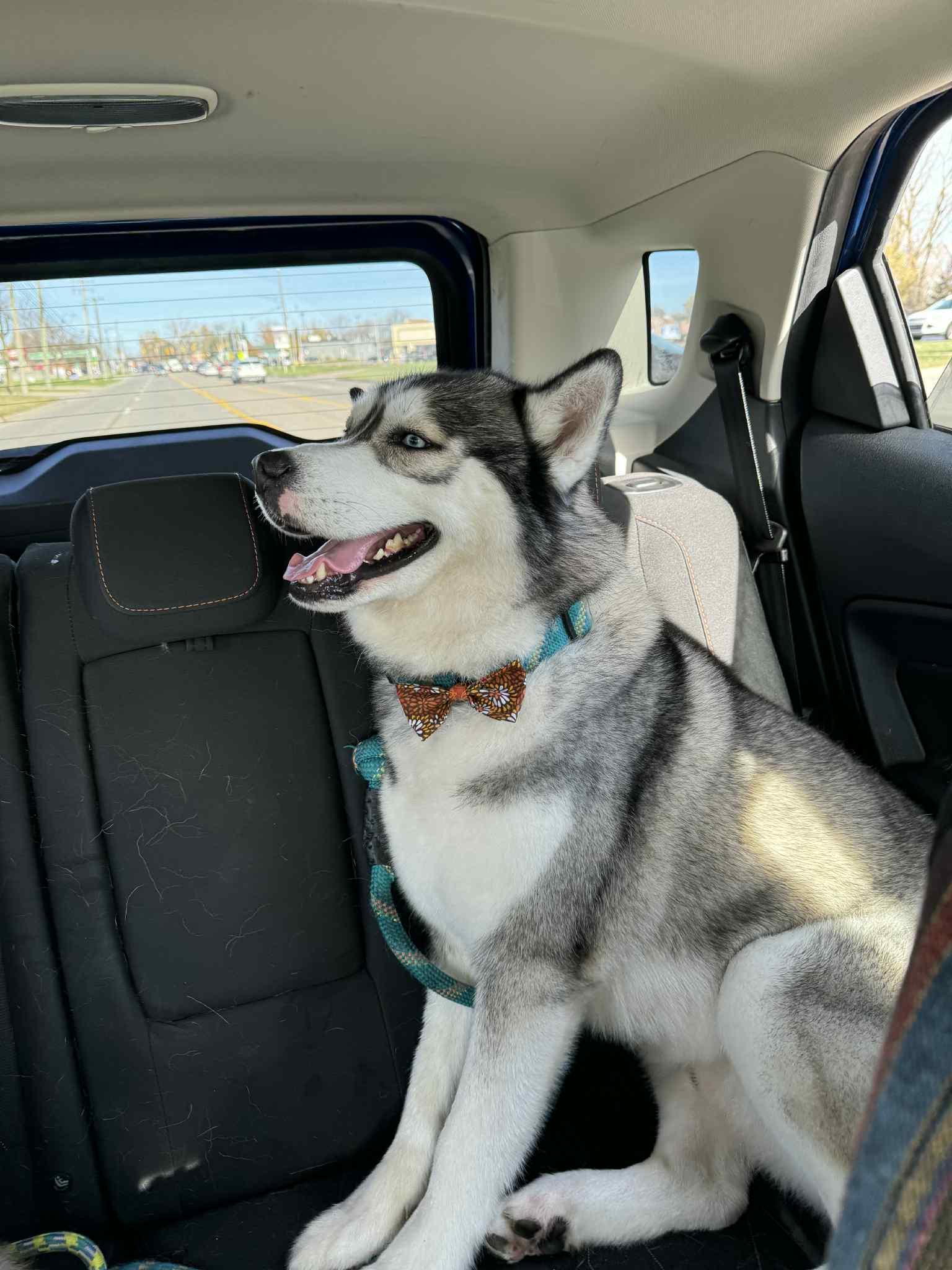 Enlarge Baltimore, a Adoptable Husky in Marine City, MI image 3/3