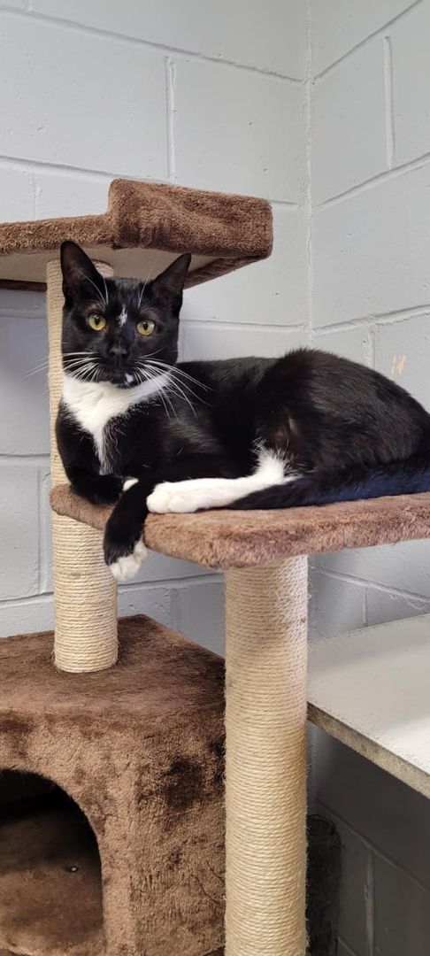 Enlarge Zoey, a Adoptable Domestic Short Hair in East Northport, NY image 1/10