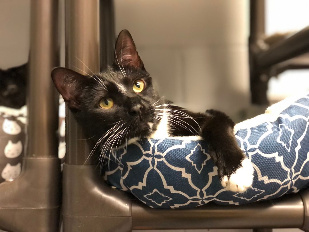 Enlarge Zoey, a Adoptable Domestic Short Hair in East Northport, NY image 2/10