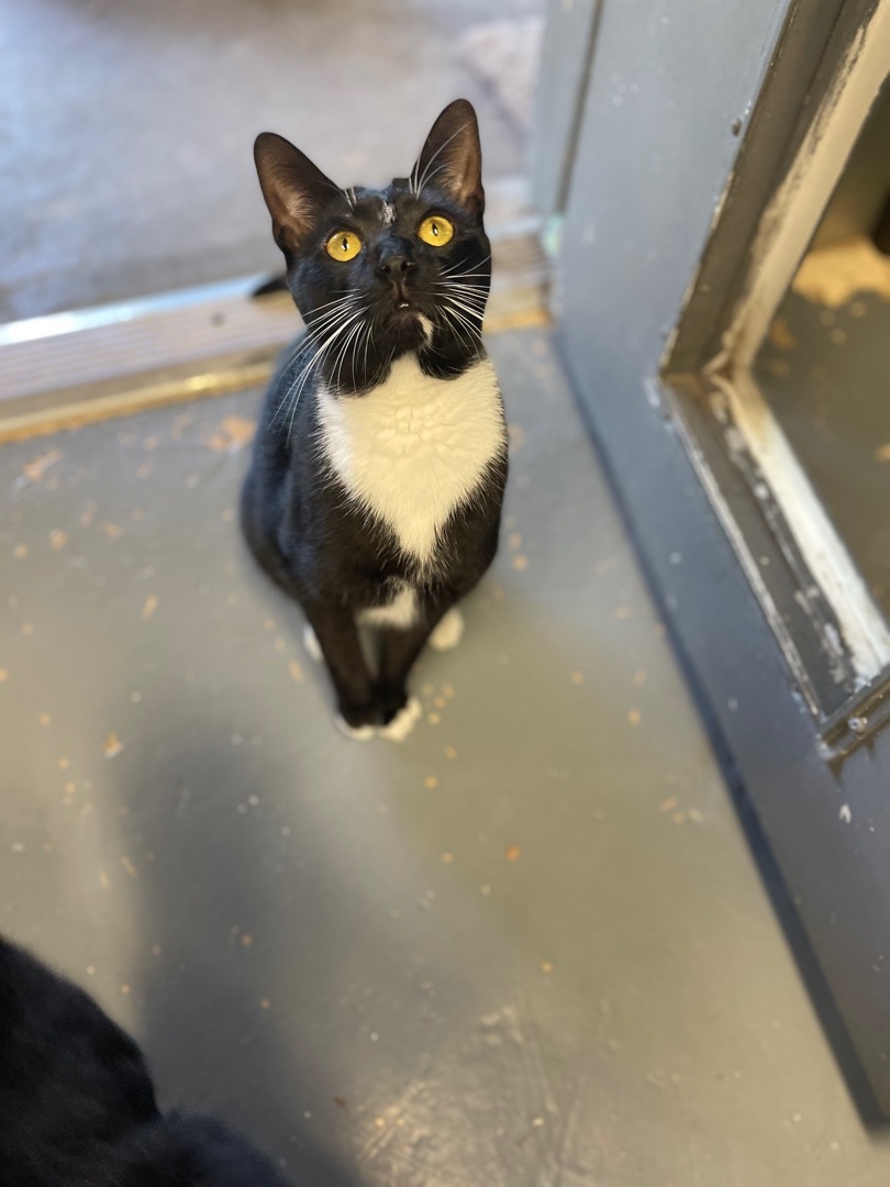 Enlarge Zoey, a Adoptable Domestic Short Hair in East Northport, NY image 3/10