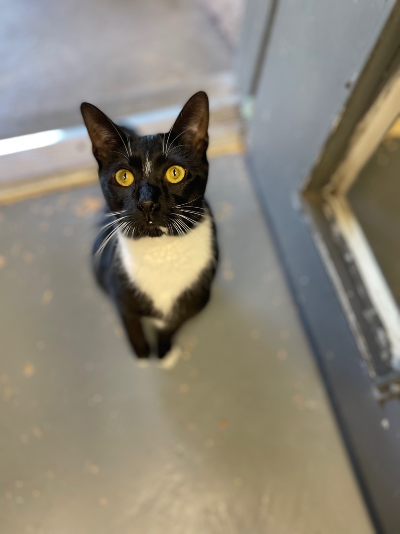 Enlarge Zoey, a Adoptable Domestic Short Hair in East Northport, NY image 4/10