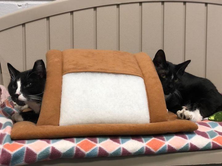 Enlarge Zoey, a Adoptable Domestic Short Hair in East Northport, NY image 5/10