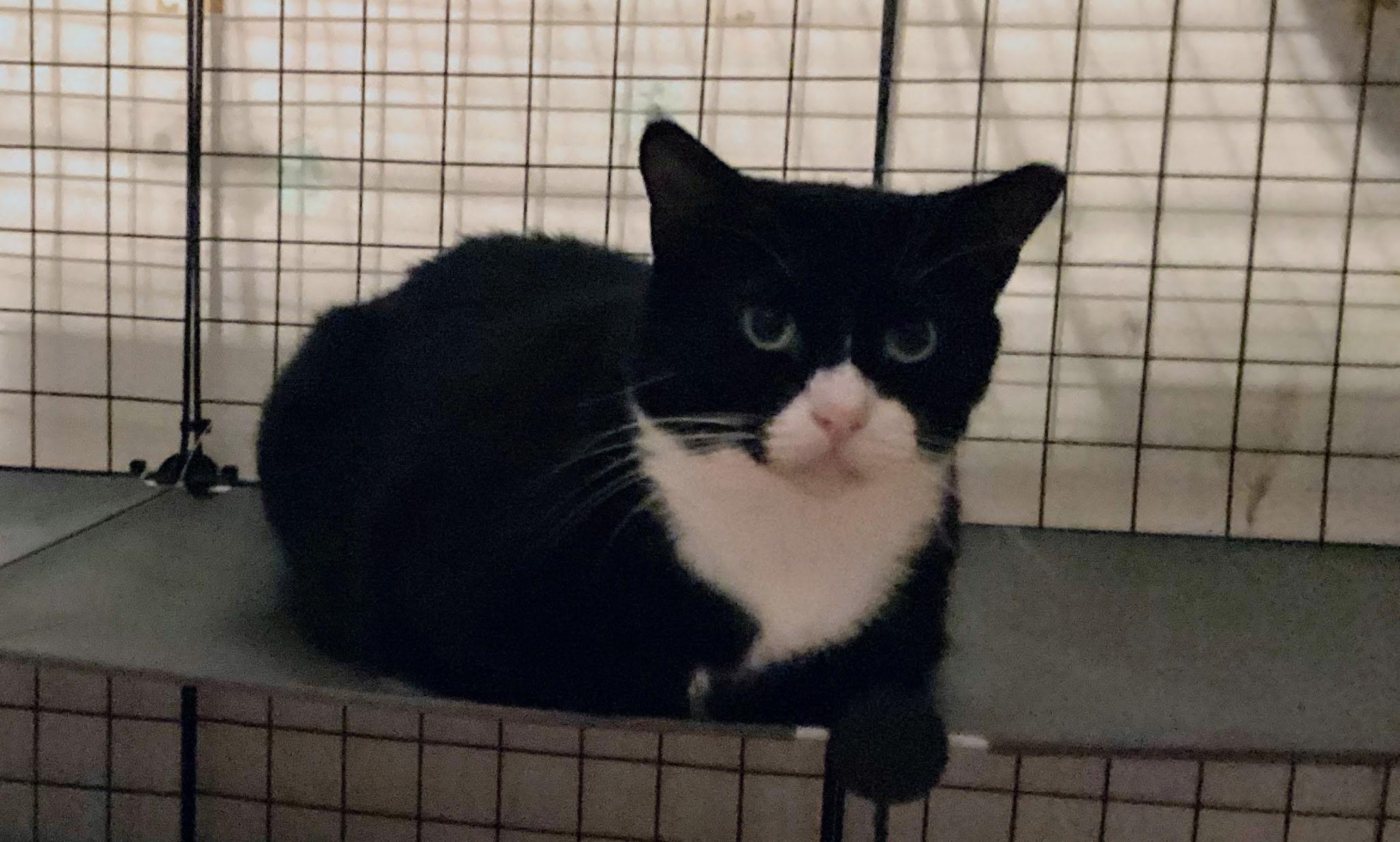 Enlarge Yoshi, a Adoptable Domestic Short Hair in Miami, FL image 1/3