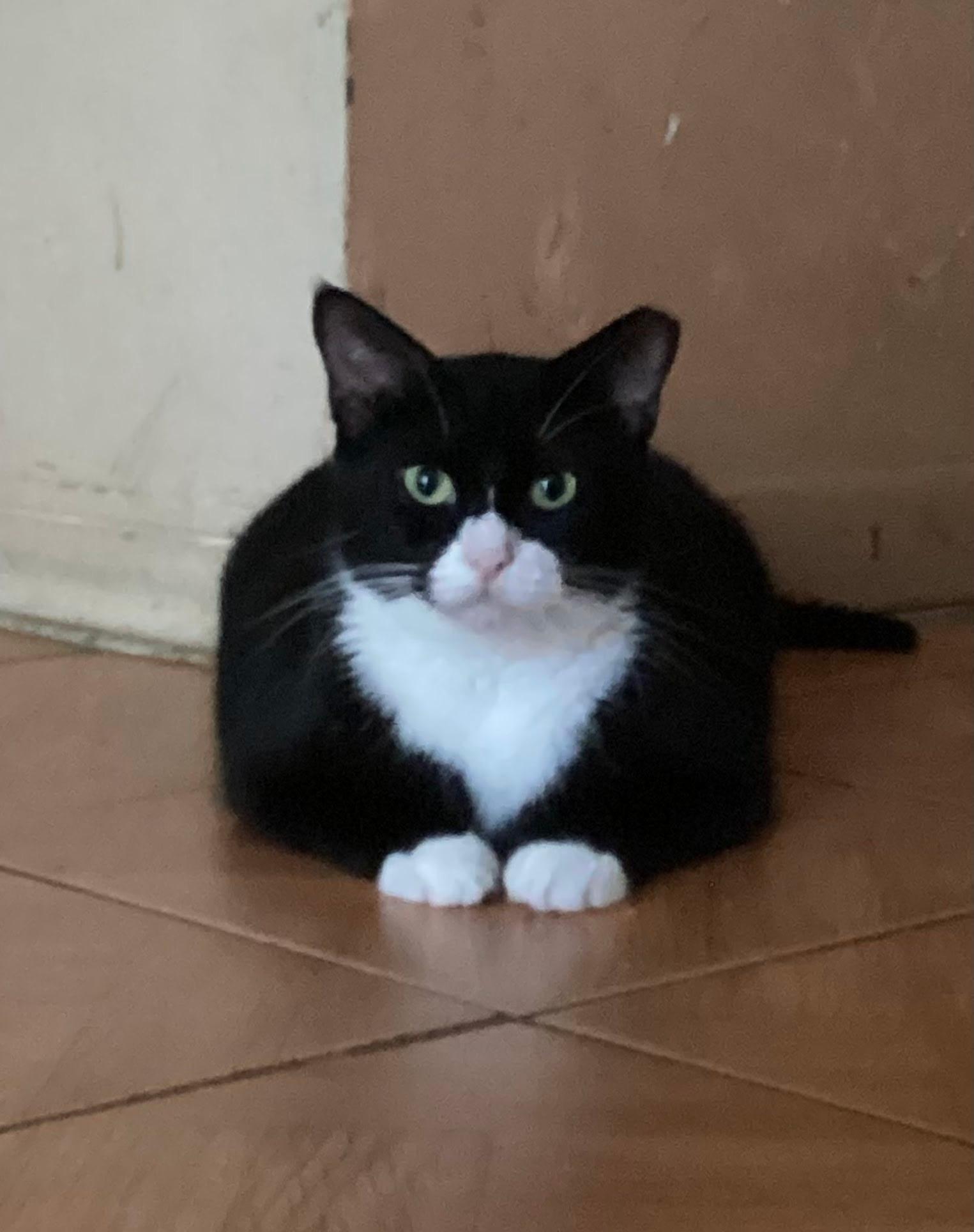 Enlarge Yoshi, a Adoptable Domestic Short Hair in Miami, FL image 2/3