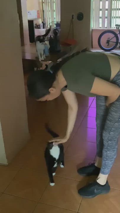 Enlarge Yoshi, a Adoptable Domestic Short Hair in Miami, FL video 3/3