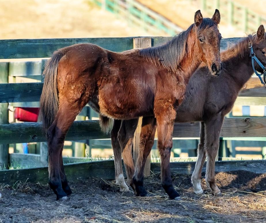 Enlarge Batman, a ADOPTABLE Quarterhorse in Aiken, SC image 1/1
