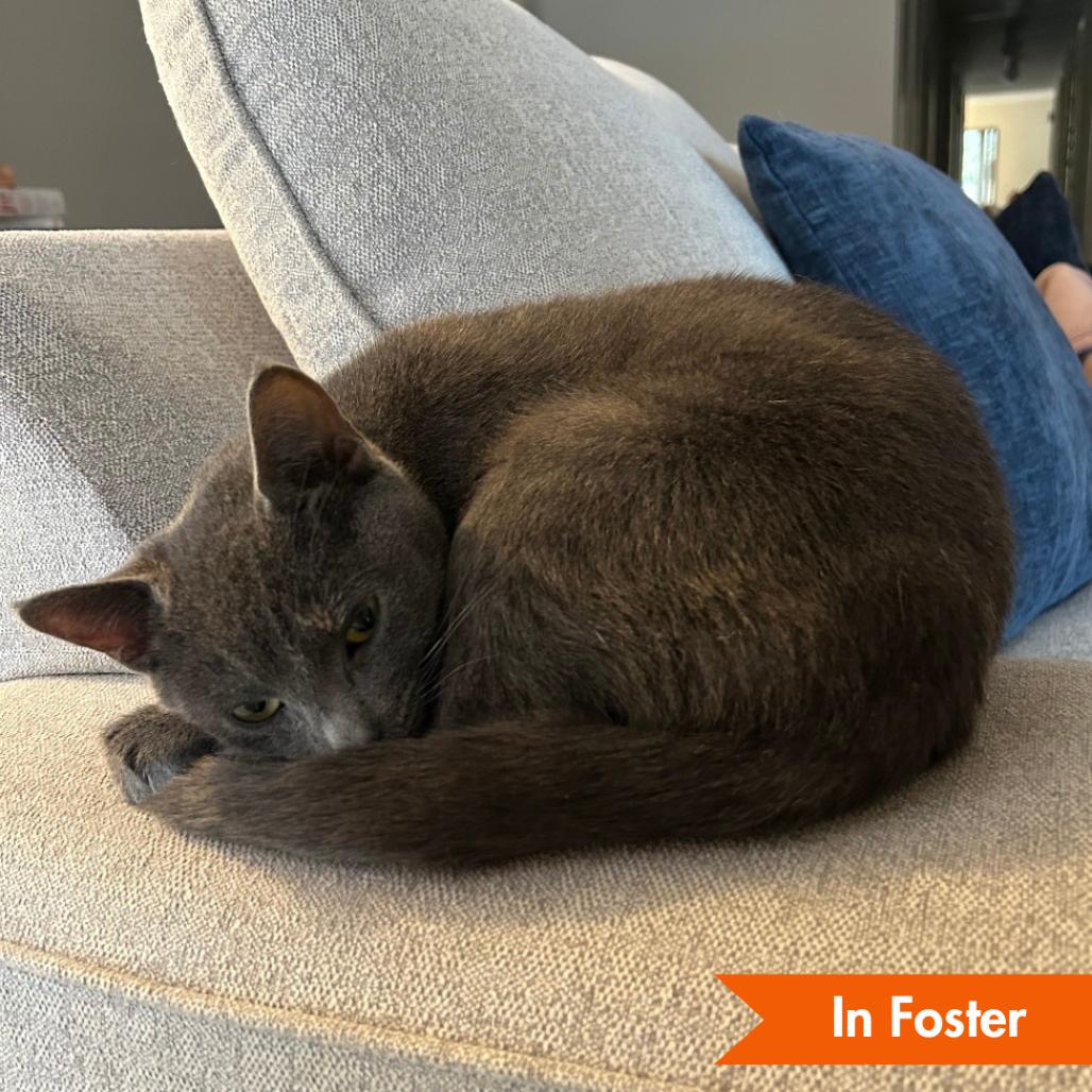 Ash, Adoptable, Young Female Domestic Short Hair.