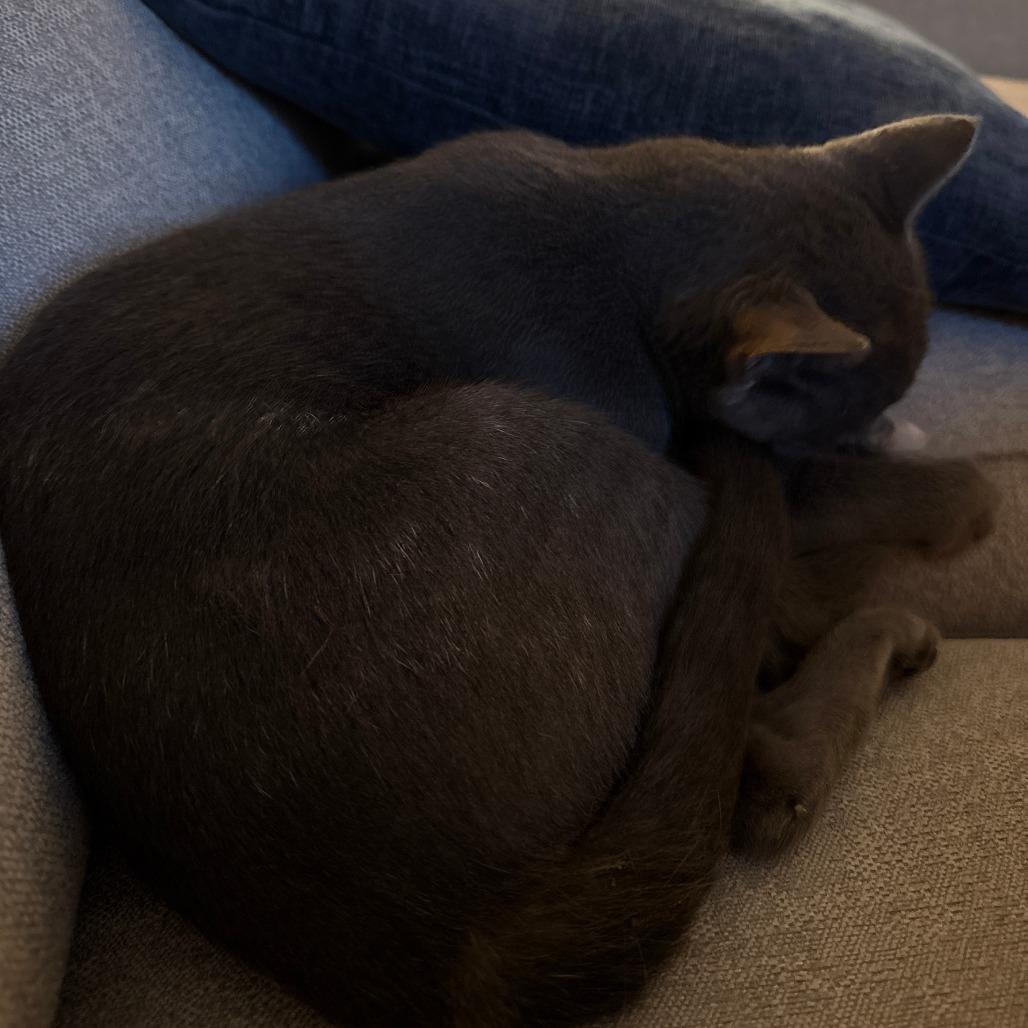 Enlarge Ash, a Adoptable Domestic Short Hair in Baltimore, MD image 2/4