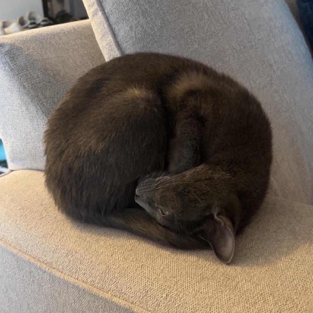 Enlarge Ash, a Adoptable Domestic Short Hair in Baltimore, MD image 3/4