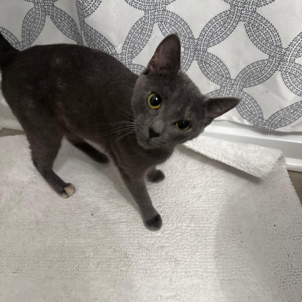 Enlarge Ash, a Adoptable Domestic Short Hair in Baltimore, MD image 4/4