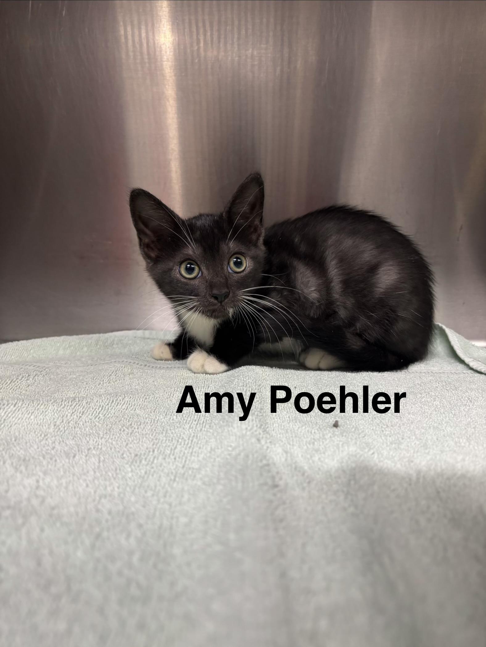 SNL KITTENS - FIVE ADOPTABLES -- MEET US AT VET MED CENTER, a ADOPTABLE Domestic Medium Hair in Alpharetta, GA image 5/5