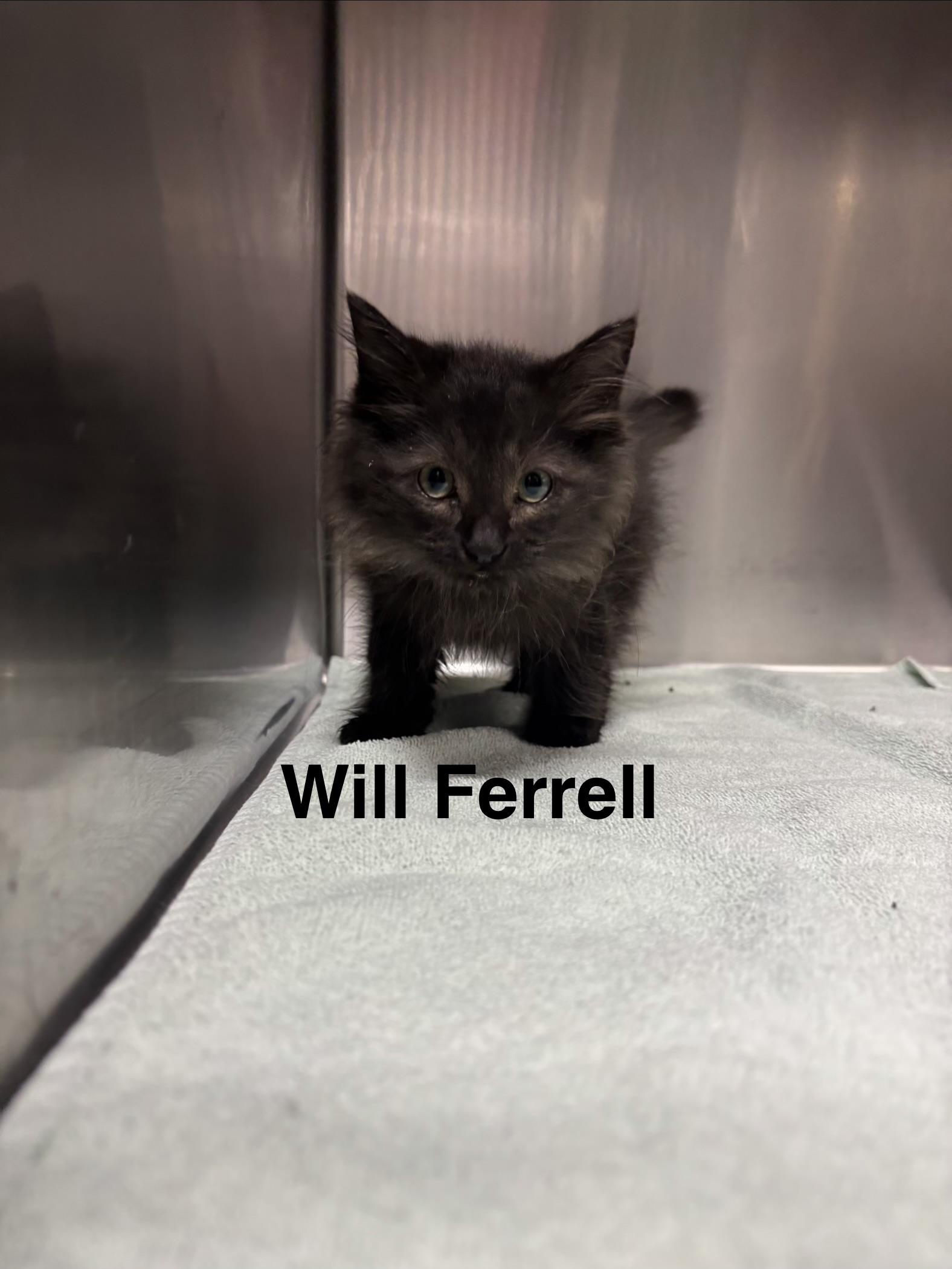 SNL KITTENS - FIVE ADOPTABLES -- MEET US AT VET MED CENTER, a ADOPTABLE Domestic Medium Hair in Alpharetta, GA image 3/5