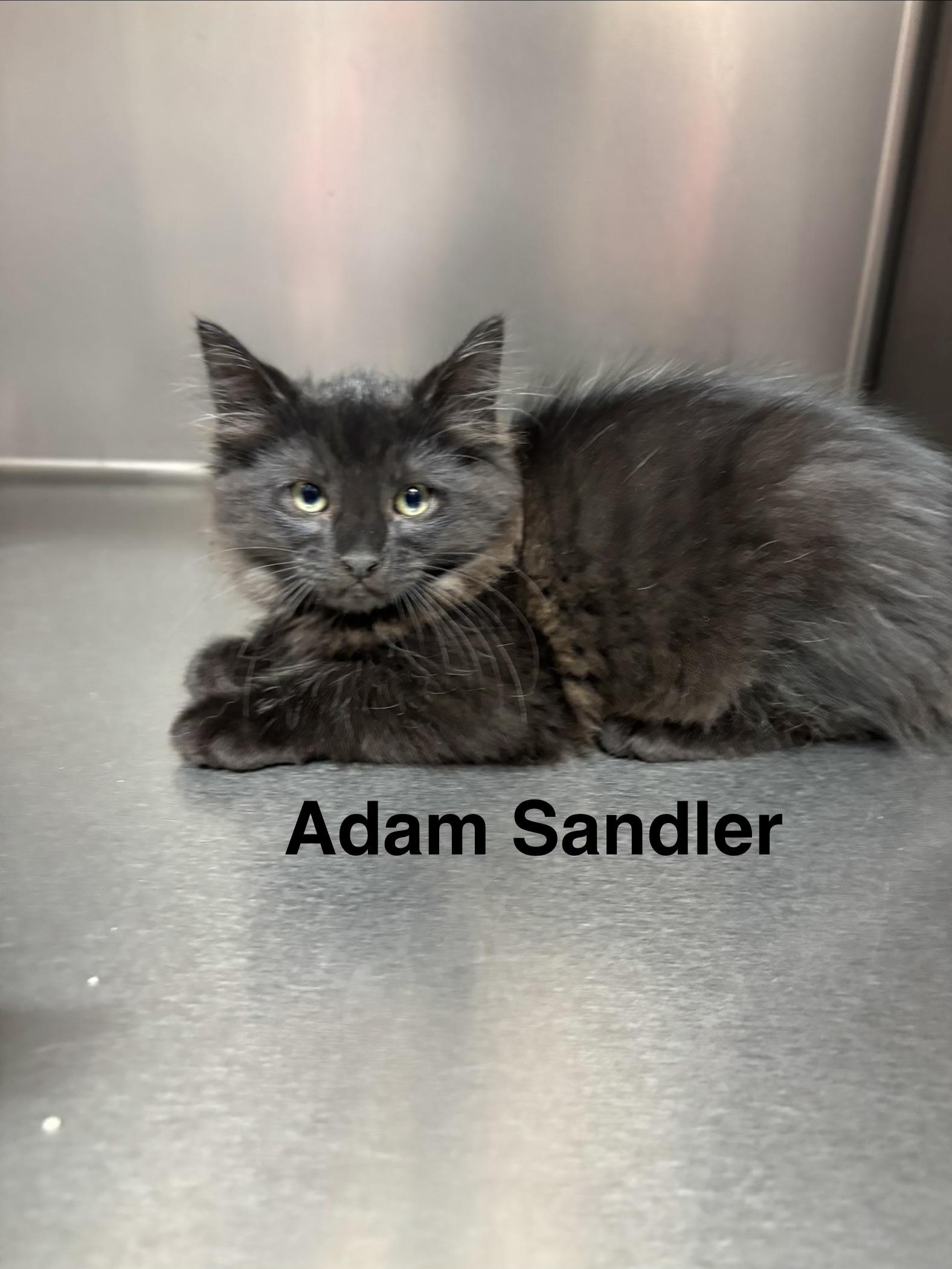 SNL KITTENS - FIVE ADOPTABLES -- MEET US AT VET MED CENTER, a ADOPTABLE Domestic Medium Hair in Alpharetta, GA image 4/5