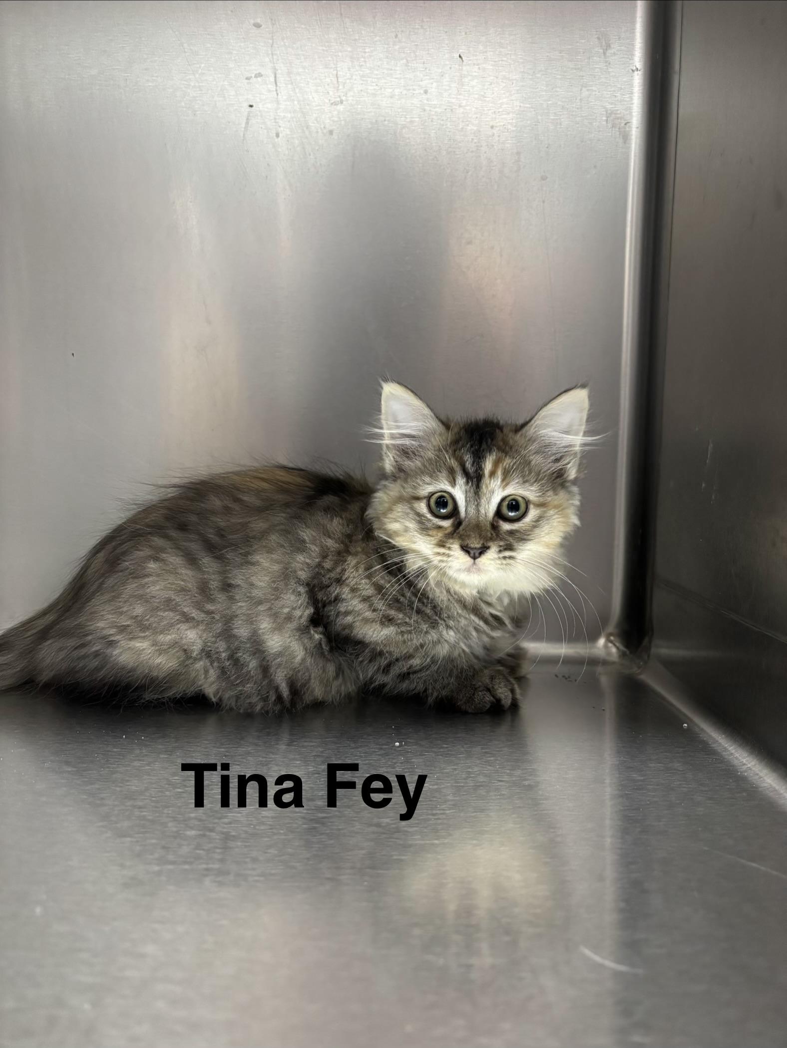 SNL KITTENS - FIVE ADOPTABLES -- MEET US AT VET MED CENTER, ADOPTABLE, Kitten Male Domestic Medium Hair.