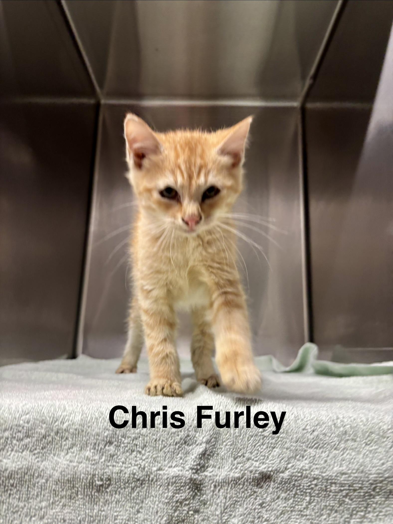 SNL KITTENS - FIVE ADOPTABLES -- MEET US AT VET MED CENTER, a ADOPTABLE Domestic Medium Hair in Alpharetta, GA image 2/5