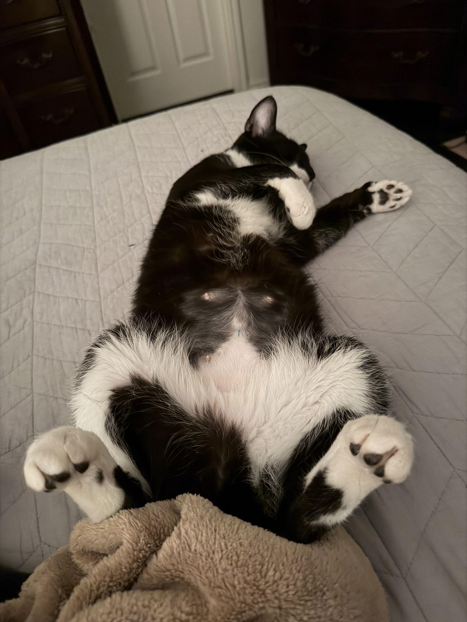 Gloria, a Adoptable Domestic Short Hair in McKinney, TX image 2/3