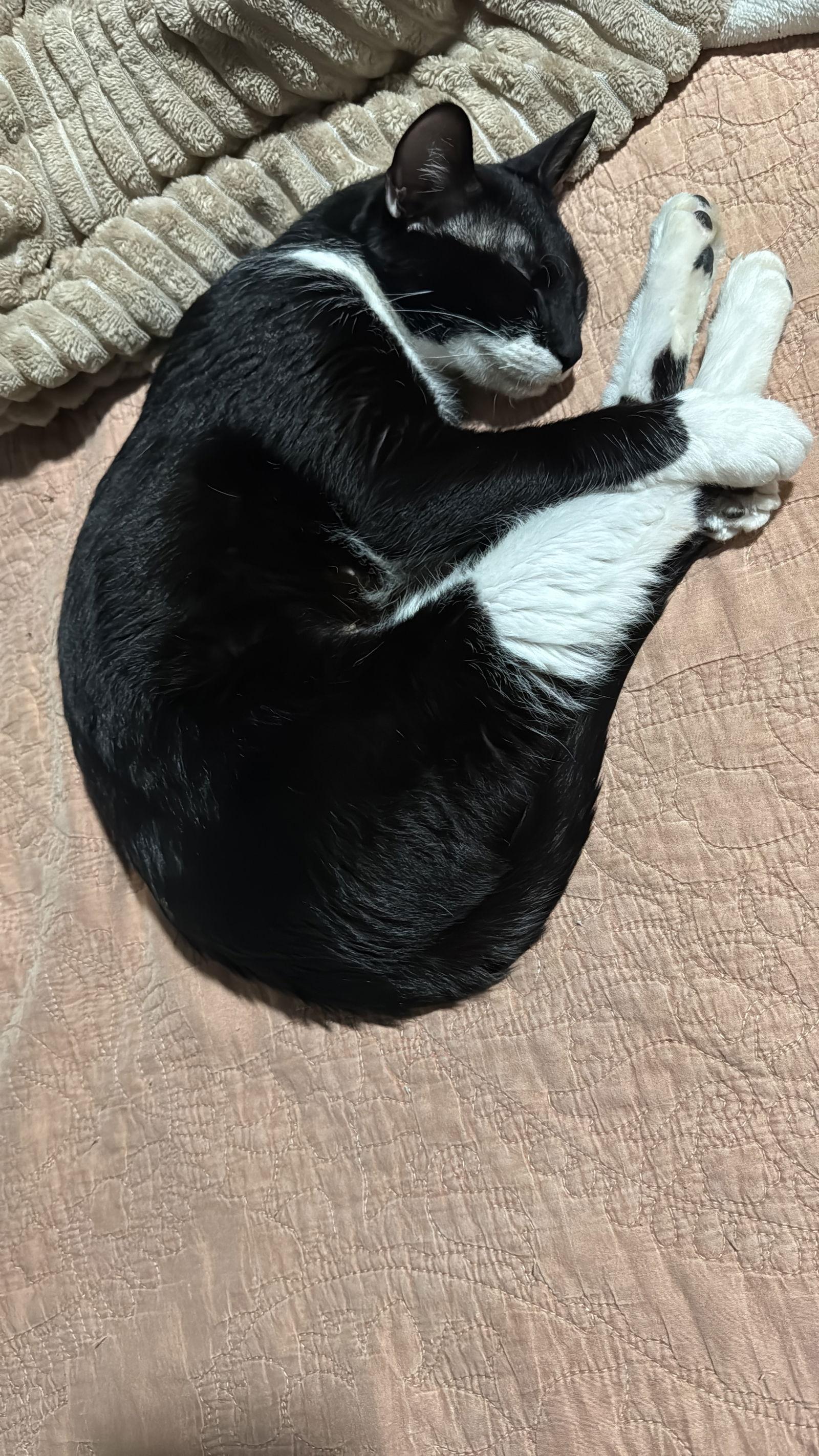 Gloria, a Adoptable Domestic Short Hair in McKinney, TX image 3/3