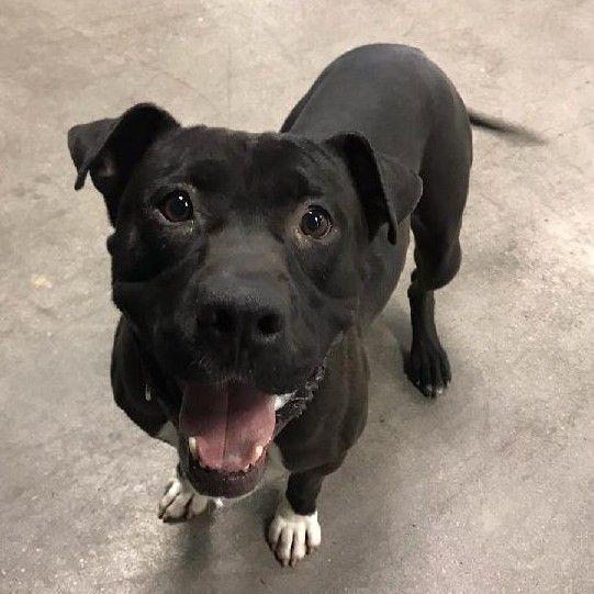 Enlarge Buddy A1210805, a Adoptable mixed breed in Las Vegas, NV image 1/2