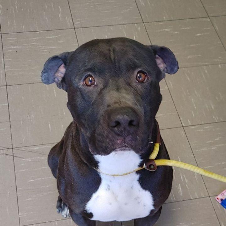 Enlarge Buddy A1210805, a Adoptable mixed breed in Las Vegas, NV image 2/2
