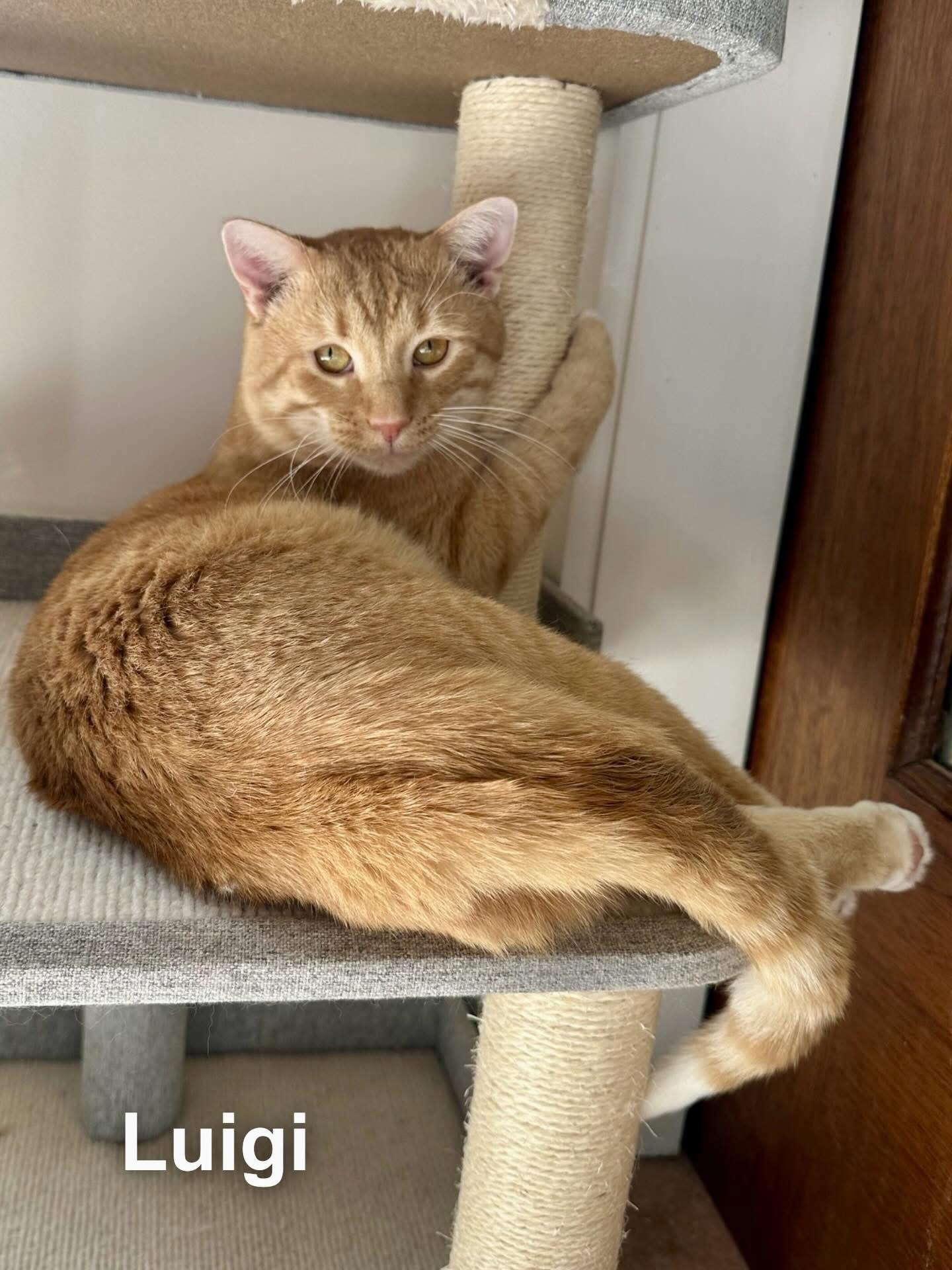 Luigi , ADOPTABLE, Young Male Domestic Short Hair.