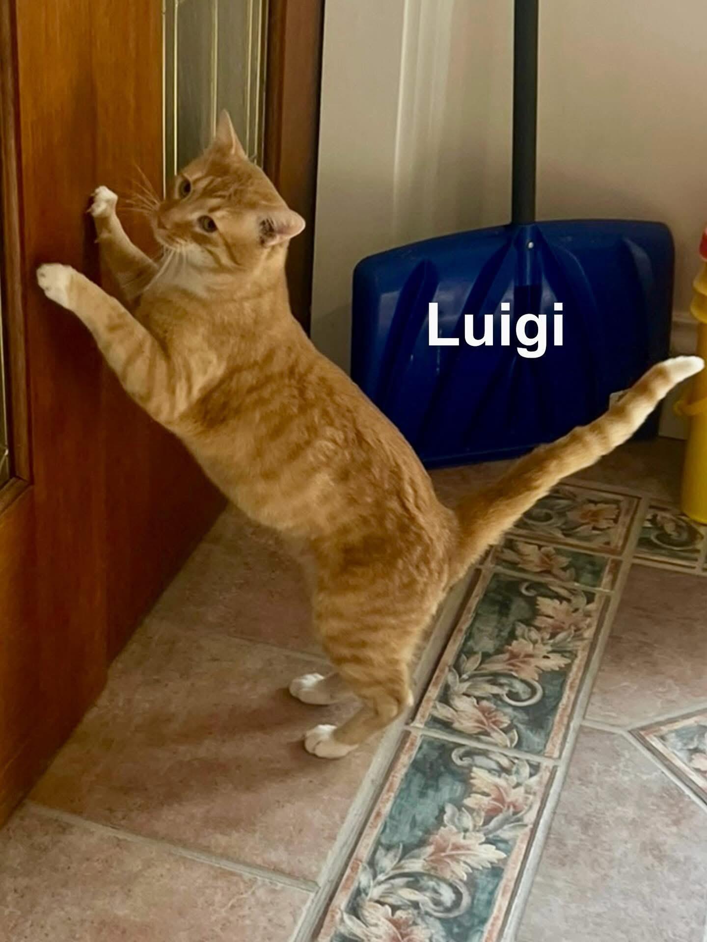 Enlarge Luigi , a ADOPTABLE Domestic Short Hair in Cincinnati , OH image 4/4