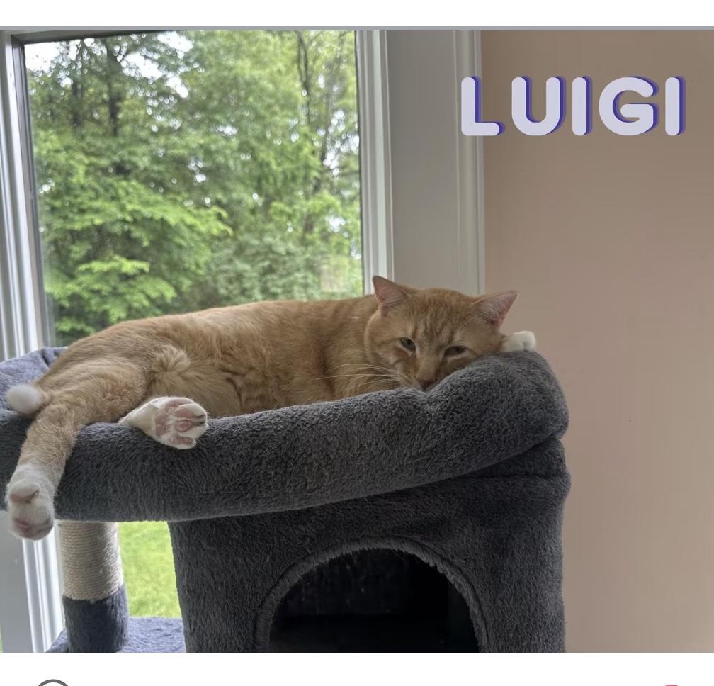 Enlarge Luigi , a ADOPTABLE Domestic Short Hair in Cincinnati , OH image 1/5