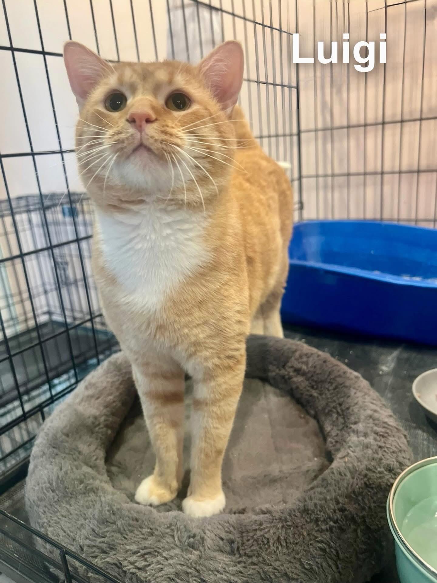 Enlarge Luigi , a ADOPTABLE Domestic Short Hair in Cincinnati , OH image 3/4