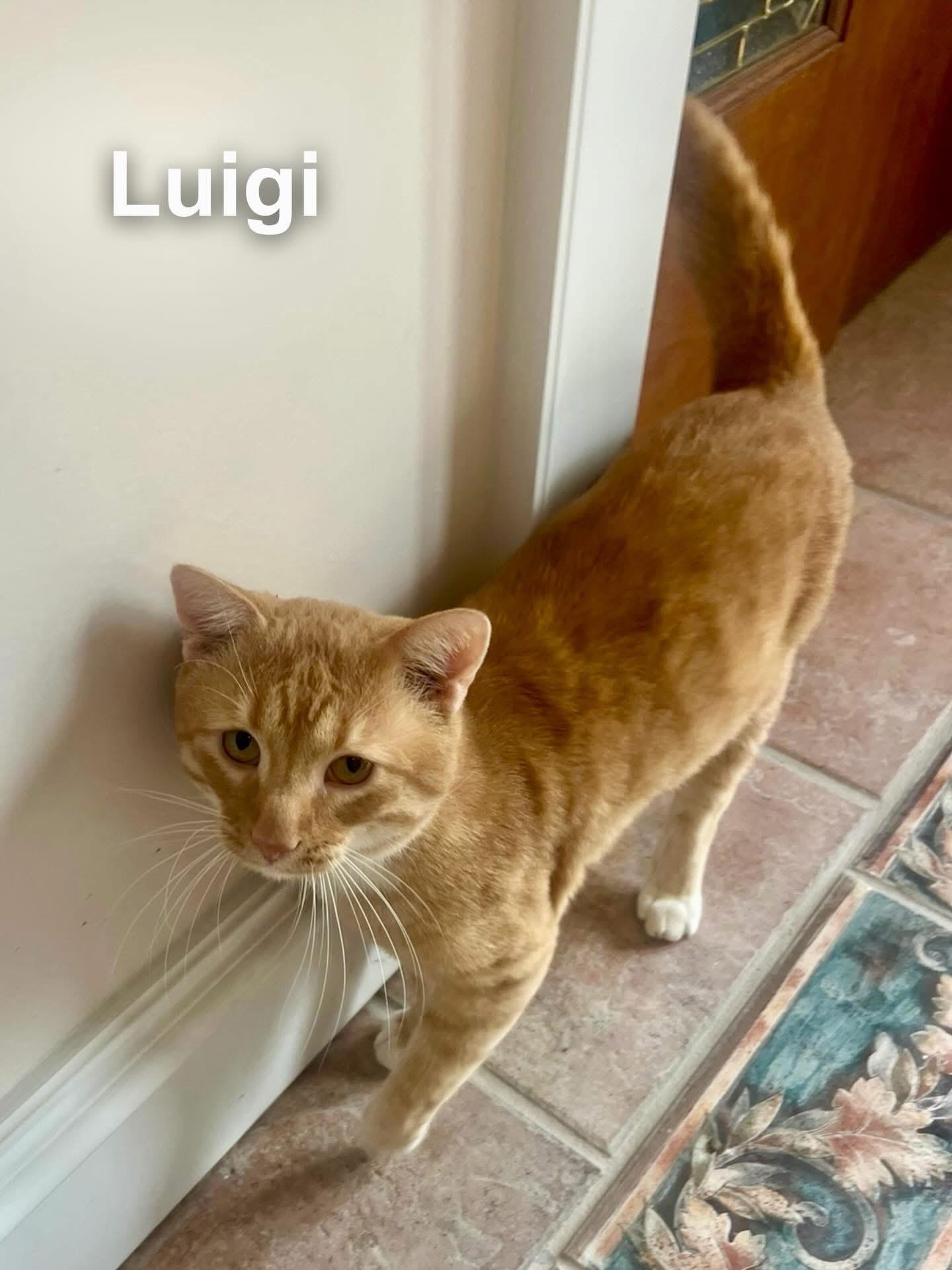 Enlarge Luigi , a ADOPTABLE Domestic Short Hair in Cincinnati , OH image 2/4