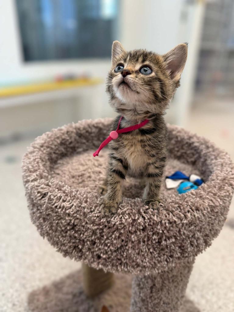 Hummus, Adoptable, Kitten Female Domestic Short Hair.