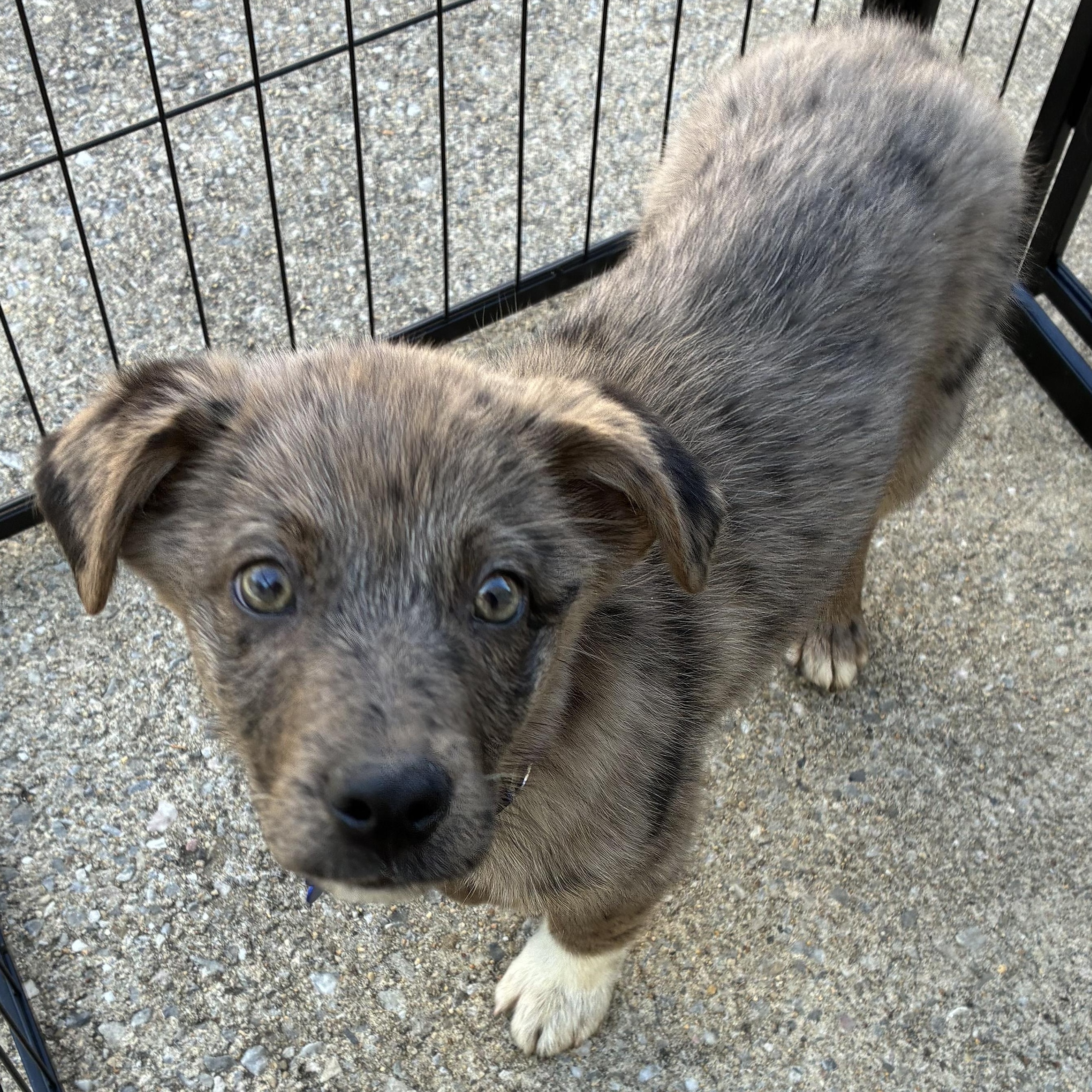 Enlarge Shelly, an adopted mixed breed in Columbia, MD image 3/3