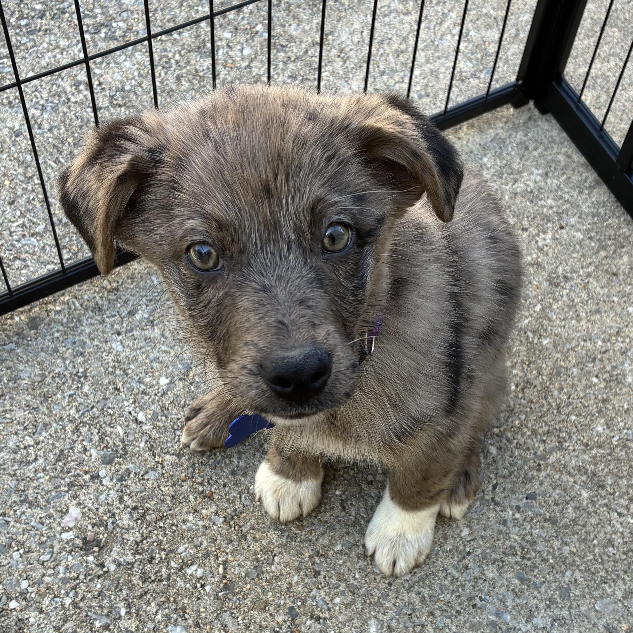 Shelly, adopted, Puppy Female Australian Shepherd.