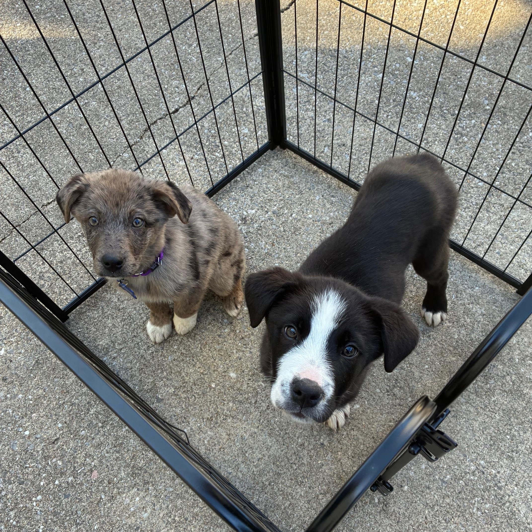 Enlarge Shelly, an adopted mixed breed in Columbia, MD image 2/3