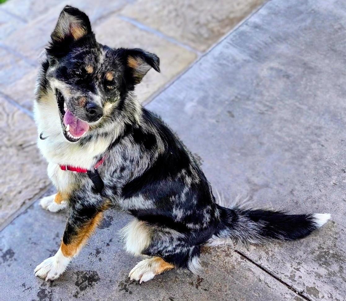 Cookie, a ADOPTABLE mixed breed in Pinedale, WY image 1/3