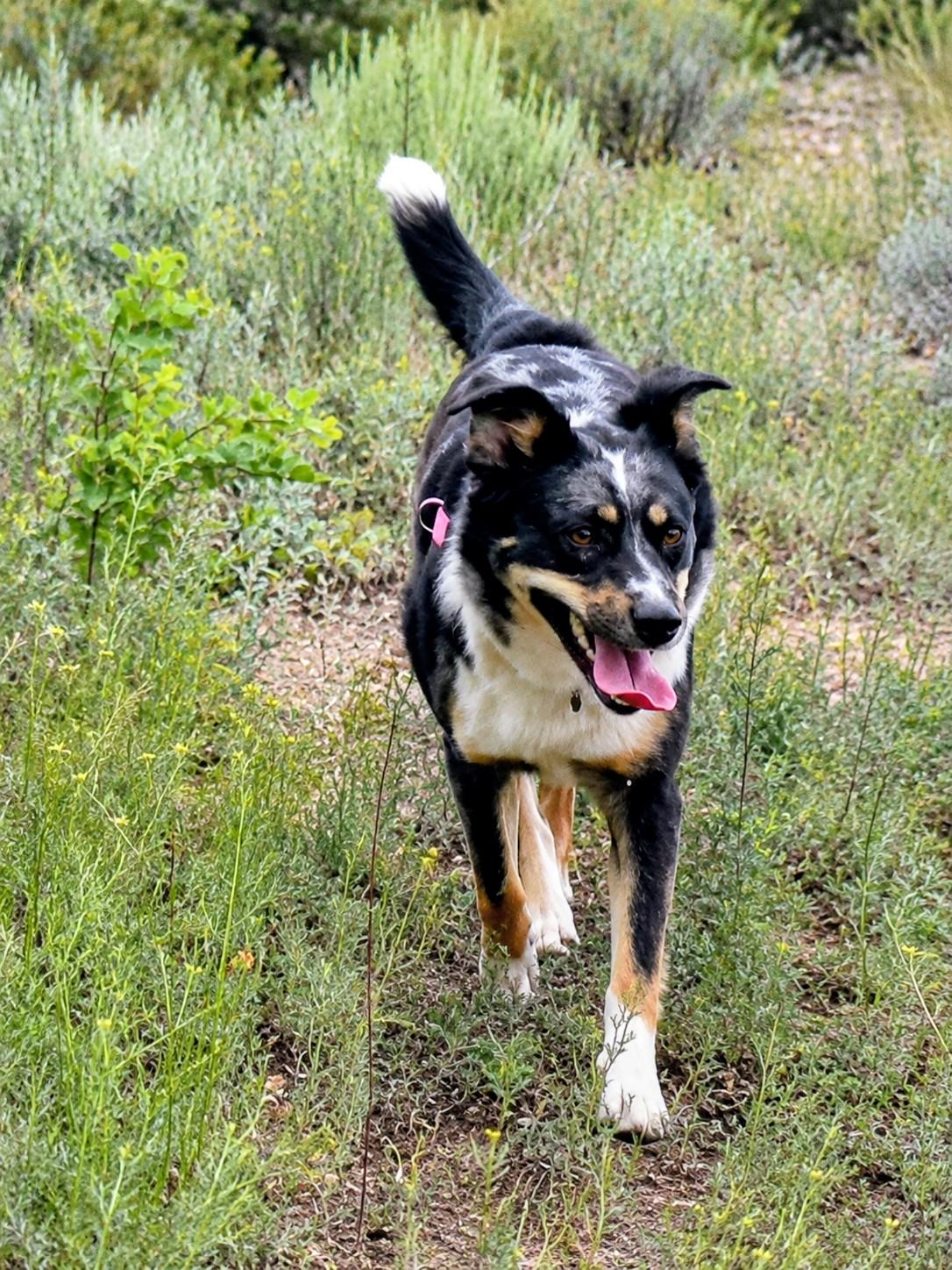 Cookie, a ADOPTABLE mixed breed in Pinedale, WY image 2/3