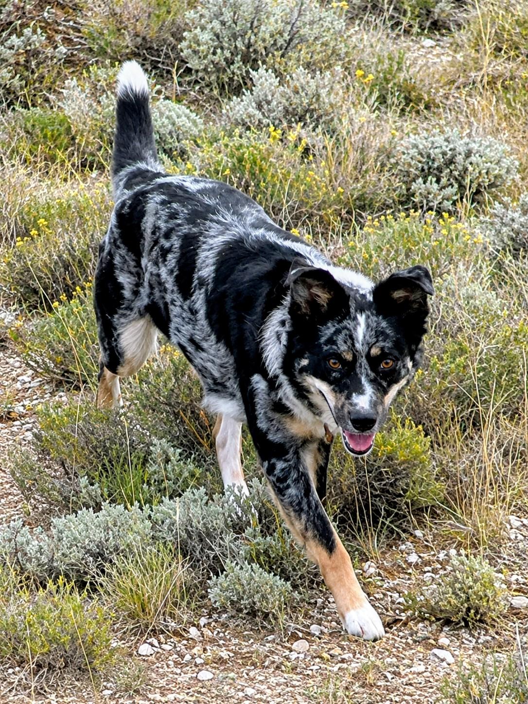Cookie, a ADOPTABLE mixed breed in Pinedale, WY image 3/3