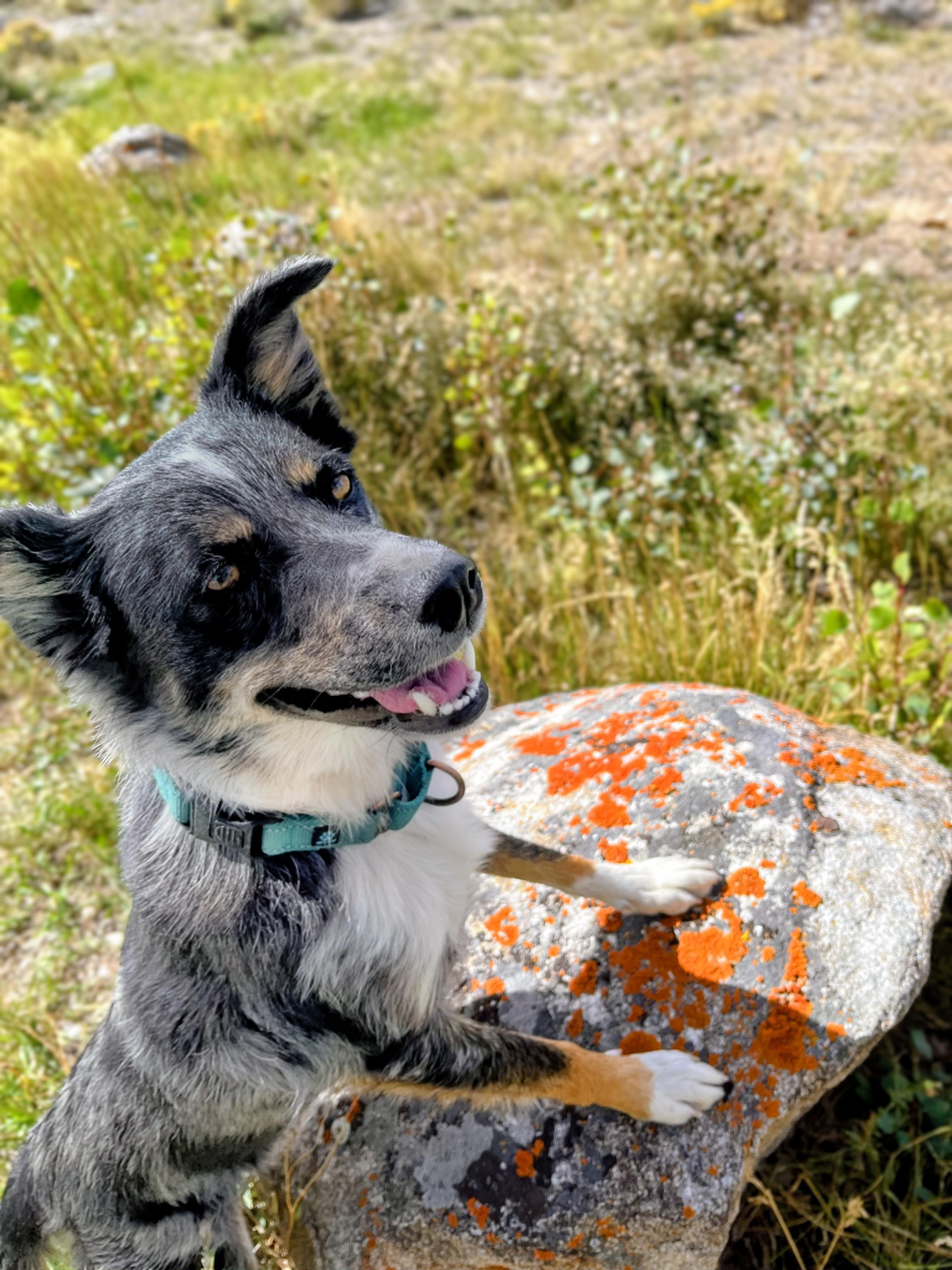 Enlarge Cookie, a Adopted mixed breed in Pinedale, WY image 3/6