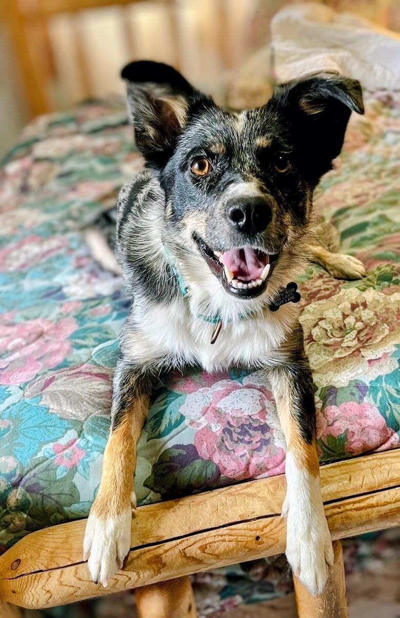 Enlarge Cookie, a Adopted mixed breed in Pinedale, WY image 1/6