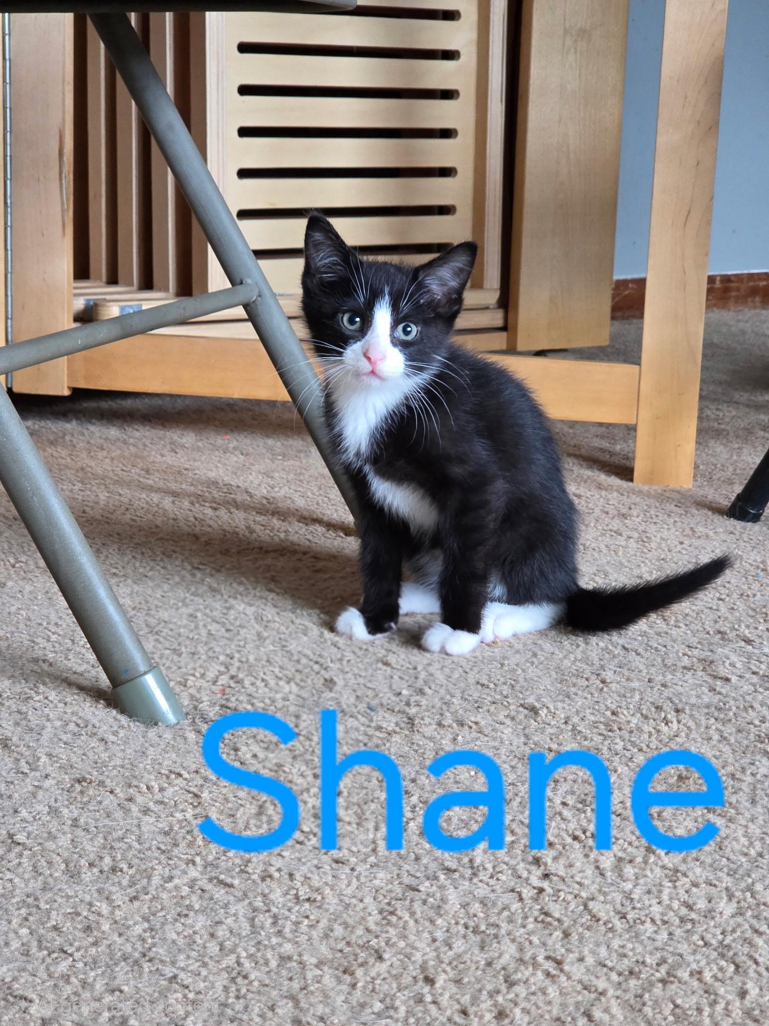 Enlarge Shane, a ADOPTABLE mixed breed in Omaha, NE image 1/1
