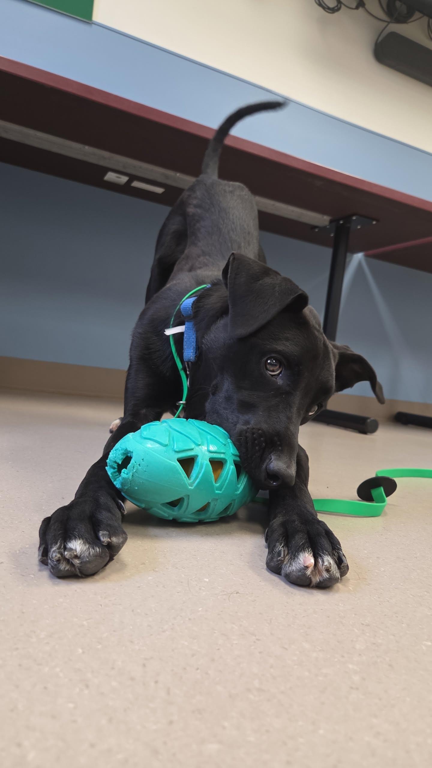 Diesel, Adoptable, Young Male Black Labrador Retriever & Mixed Breed.