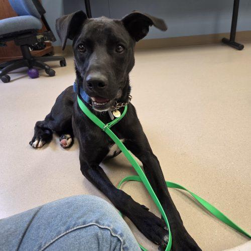 Enlarge Diesel, a Adoptable mixed breed in Grand Junction, CO image 2/4