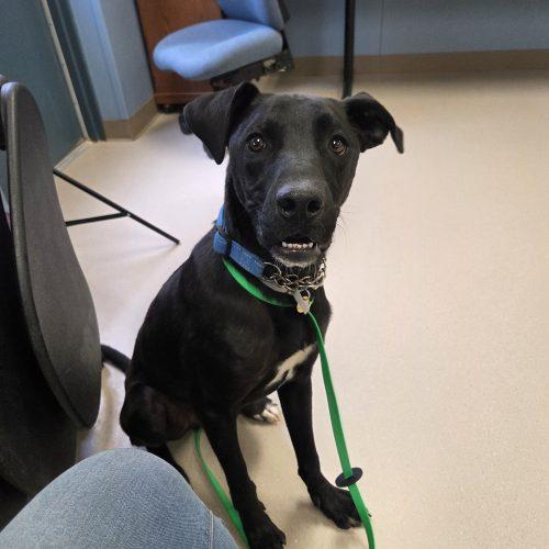 Enlarge Diesel, a Adoptable mixed breed in Grand Junction, CO image 3/4